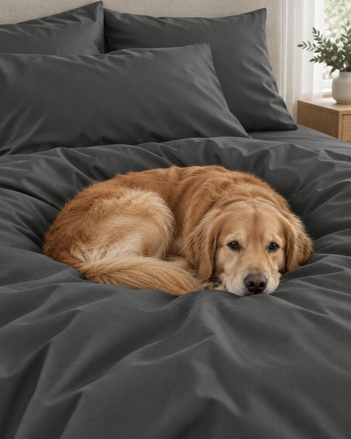 Charcoal grey Silky Cotton sateen bed with a folded throw at the foot